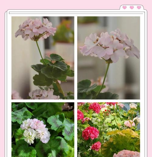 粉红天竺葵的花语是什么？粉红天竺葵代表了什么？