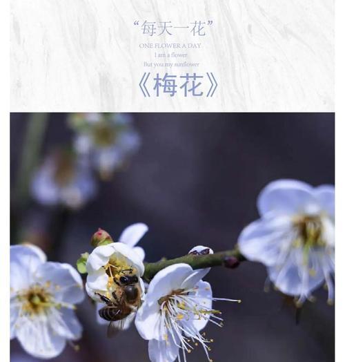 梅花的花语是什么？梅花代表了哪些寓意？