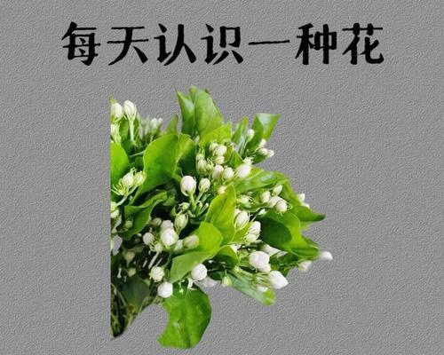 友情的花语有哪些？如何通过花语表达友情？