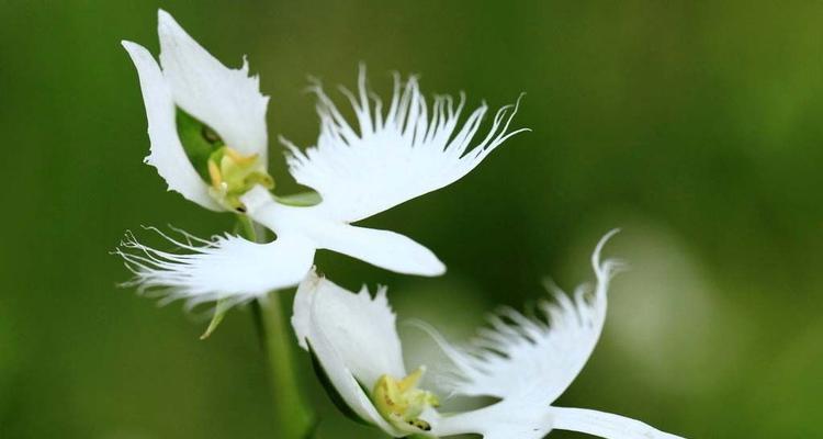 白鹭花语是什么意思？白鹭象征着什么？