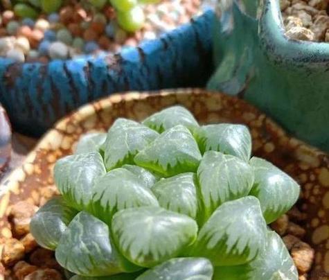 玉露的花语有哪些含义？玉露代表了什么？