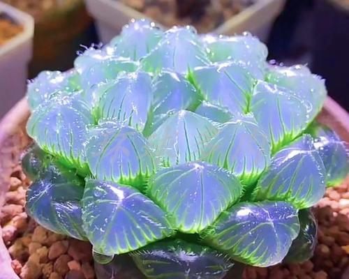 玉露的花语有哪些含义？玉露代表了什么？