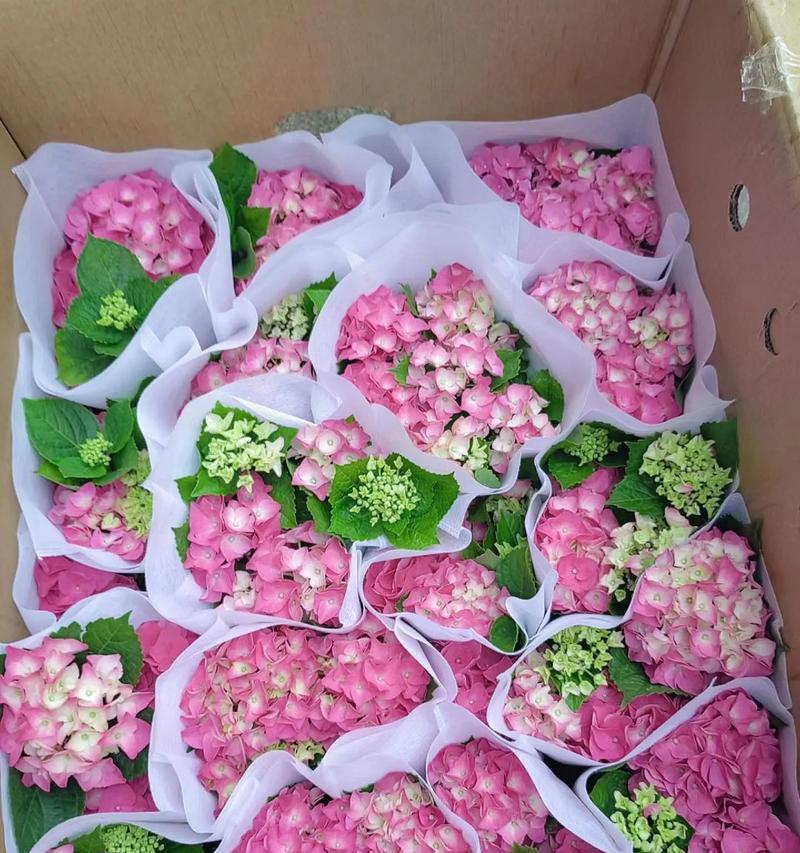 粉色绣球花的花语是什么？粉色绣球花象征着什么？