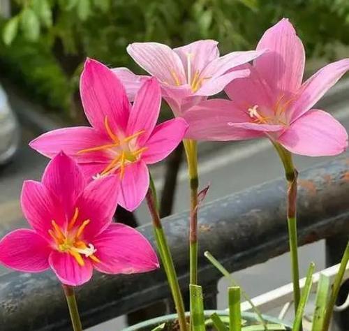 风雨兰的花语是什么？风雨兰有哪些寓意？