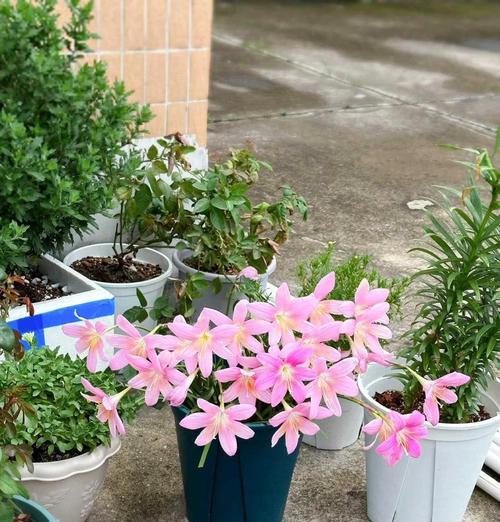 风雨兰的花语是什么？风雨兰有哪些寓意？