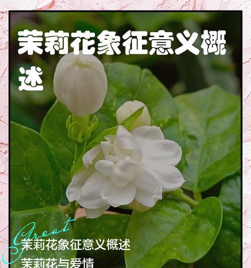 茉莉花的花语有哪些？茉莉花的传说是什么？
