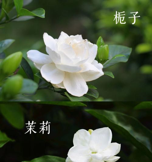 茉莉花的花语有哪些？茉莉花的传说是什么？