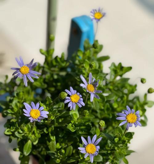 哪种花的花语代表期待爱？期待爱的花语是什么？