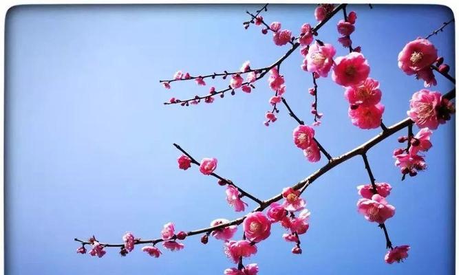 哪种花的花语代表期待爱？期待爱的花语是什么？