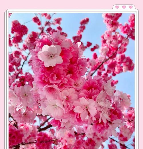 樱花的花语是什么？樱花有哪些寓意？