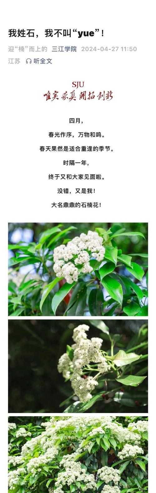 石楠花的花语有哪些？石楠花代表了什么？