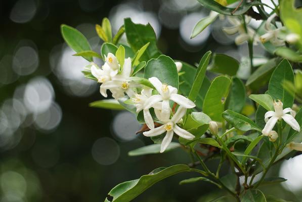 石楠花的花语有哪些？石楠花代表了什么？