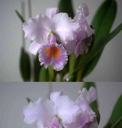 卡特兰绿精灵的花语是什么？卡特兰绿精灵象征着什么？