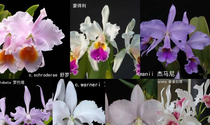 卡特兰绿精灵的花语是什么？卡特兰绿精灵象征着什么？