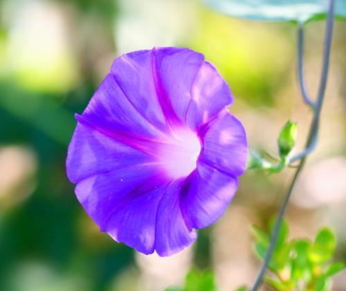 紫色苜蓿花的花语是什么？紫色苜蓿花代表了什么？