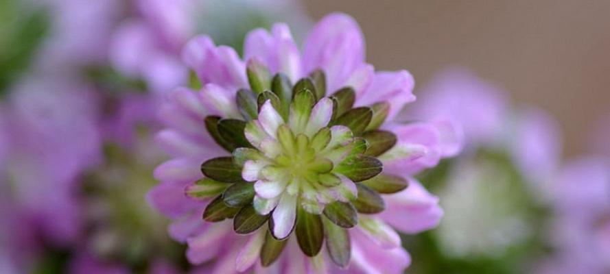 紫色苜蓿花的花语是什么？紫色苜蓿花代表了什么？