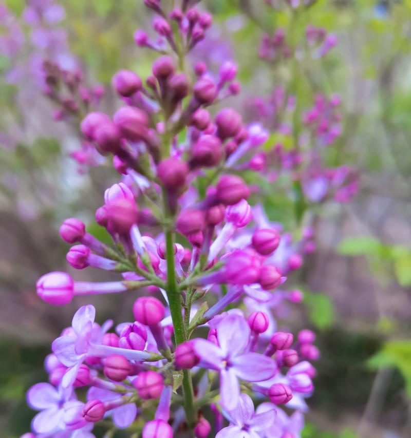 紫色苜蓿花的花语是什么？紫色苜蓿花代表了什么？
