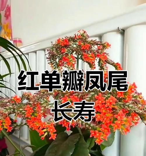 哪些花的花语代表长寿？长寿的花语有哪些？