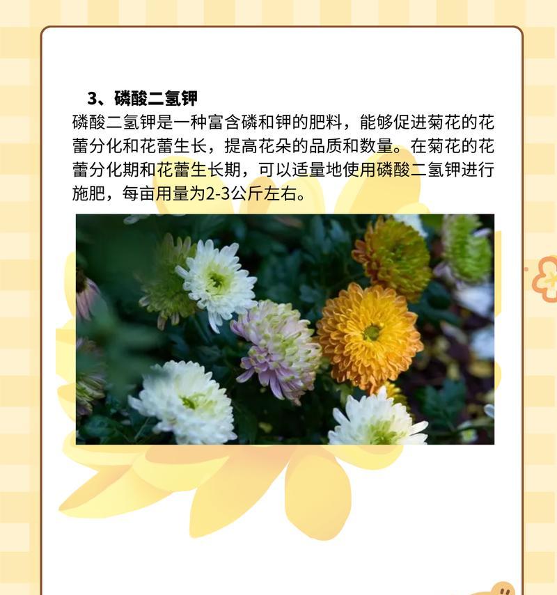 菊花在日本的花语是什么？日本文化中菊花的含义是什么？