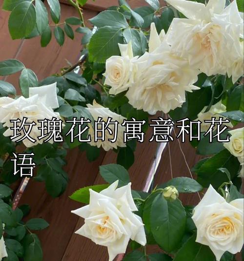 花语大全有哪些？如何理解各种花的寓意？