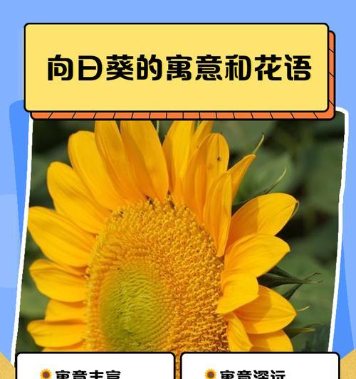 花语大全有哪些？如何理解各种花的寓意？