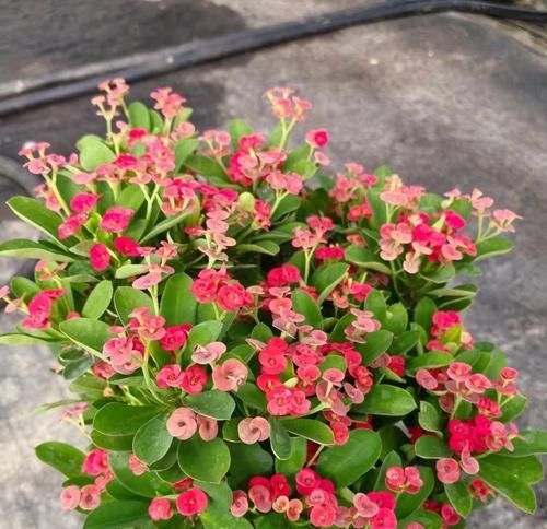 虎刺梅的花语是什么？虎刺梅花有什么特别寓意？