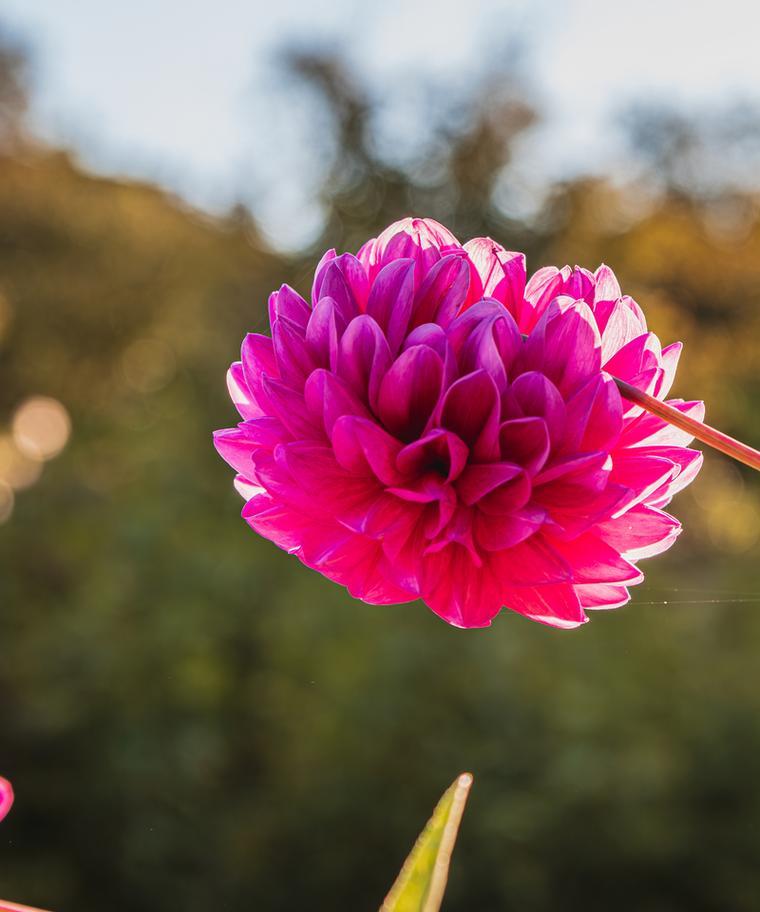 金色毛茛花代表什么？金色毛茛的花语有何特殊含义？