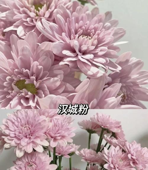 小雏菊的花语是什么？如何用花语形容小雏菊？