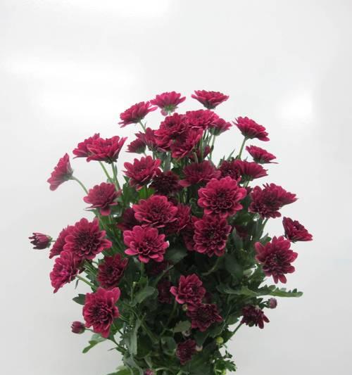 小雏菊的花语是什么？如何用花语形容小雏菊？