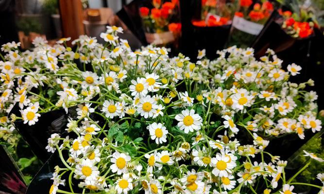 小雏菊的花语是什么？如何用花语形容小雏菊？