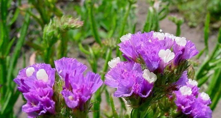 波状补血草的花语是什么？补血草有哪些特别含义？