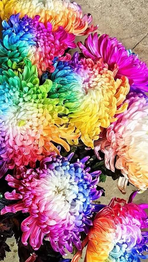 菊花的颜色有哪些？不同颜色菊花的花语是什么？