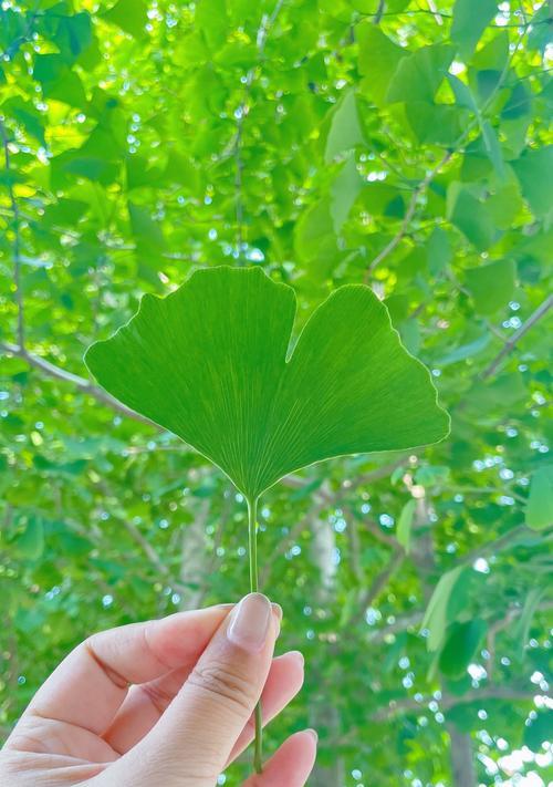 银杏的花语是什么？银杏有哪些传说故事？