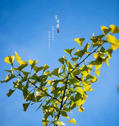 银杏的花语是什么？银杏有哪些传说故事？