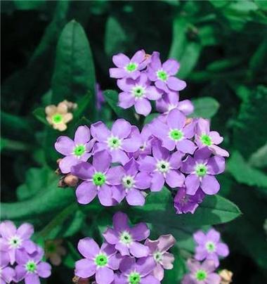 紫色水晶草的花语是什么？水晶草有哪些花语含义？