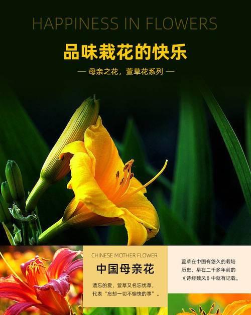 萱草的花语代表什么？萱草有何特别寓意？