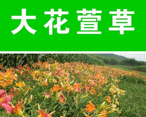 萱草的花语代表什么？萱草有何特别寓意？