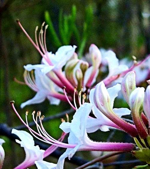 银花的花语是什么？银花有哪些寓意？