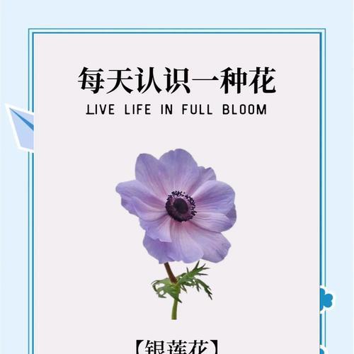 银花的花语是什么？银花有哪些寓意？