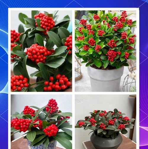 红玉珠的花语是什么？红玉珠有何特别含义？