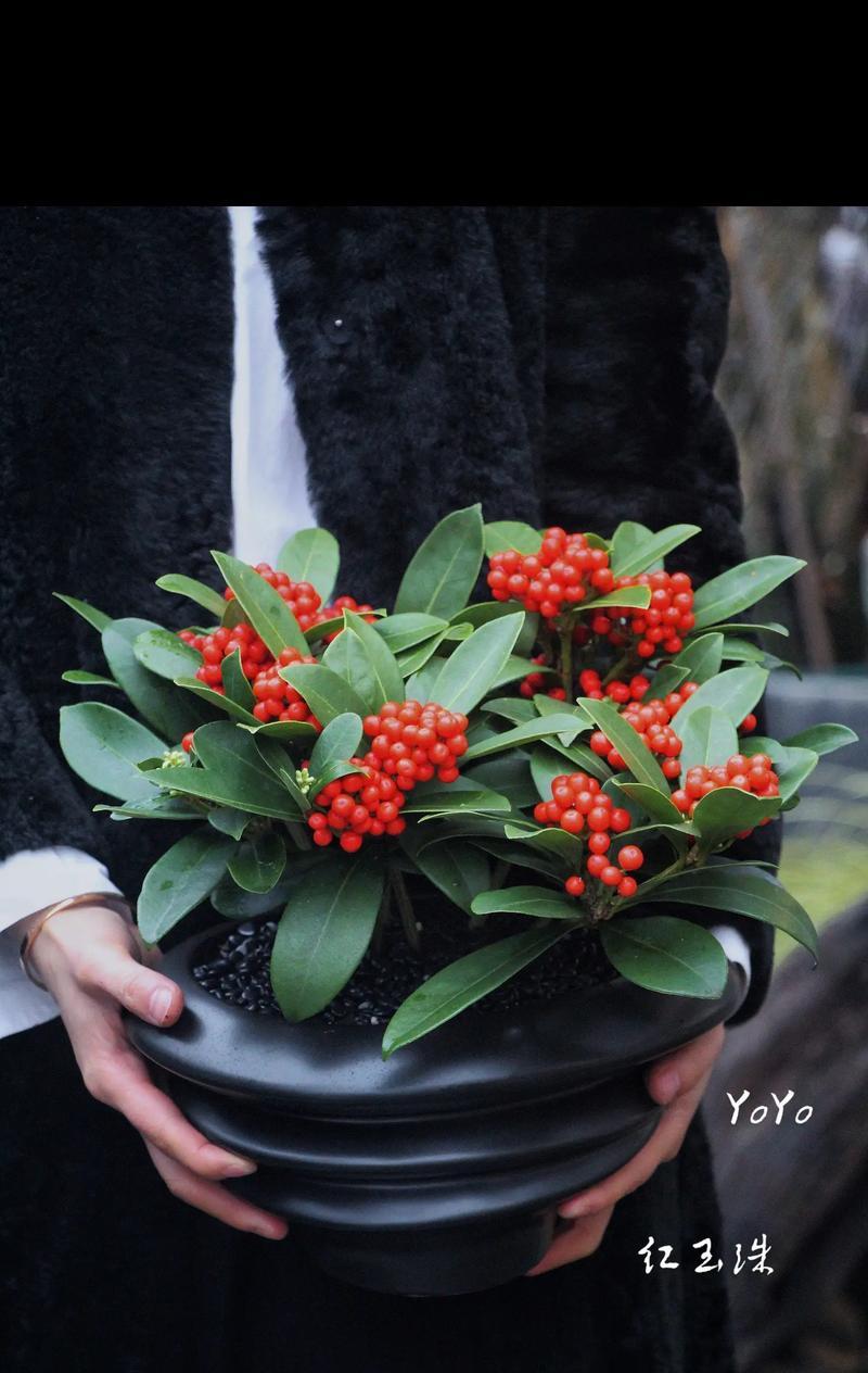 红玉珠的花语是什么？红玉珠有何特别含义？