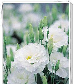 白色堇的花语是什么？白色堇代表什么？