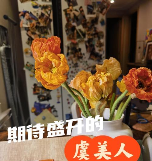 橙色虞美人的花语是什么？虞美人有哪些花语含义？