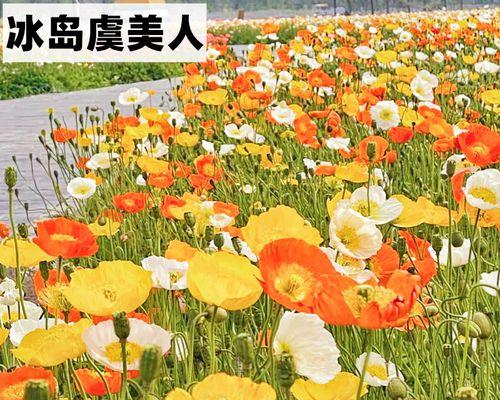 橙色虞美人的花语是什么？虞美人有哪些花语含义？