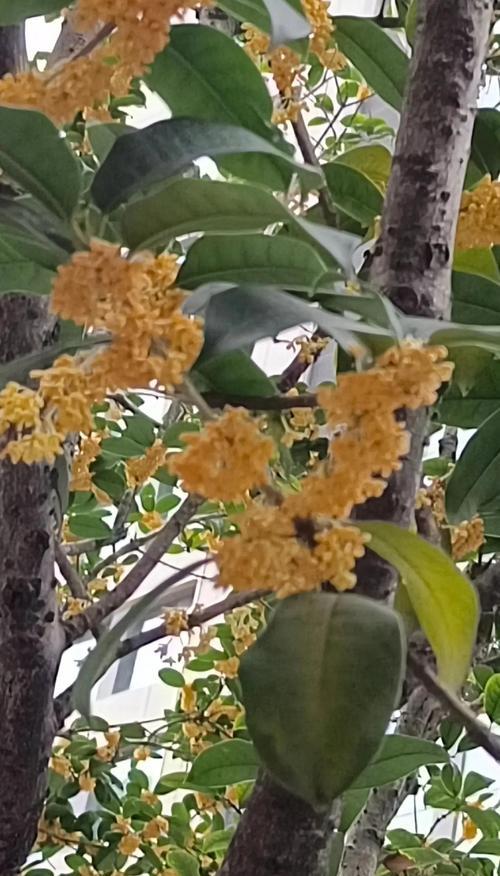 桂花的诗句有哪些？花语代表了什么意义？