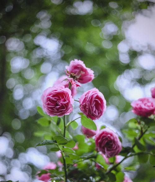 金色多头玫瑰代表什么？花语中蕴含了哪些情感？