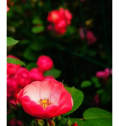 狼毒花象征着怎样的爱情？花语中隐藏了什么秘密？