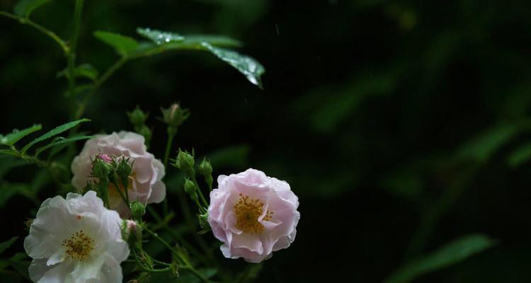 白茅花的花语是什么？它在花语中代表了什么？