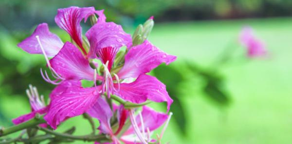 白茅花的花语是什么？它在花语中代表了什么？