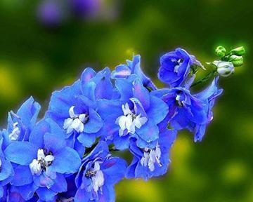 白茅花的花语是什么？它在花语中代表了什么？